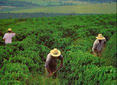 Kávovníková plantáž Fazenda Brazílie