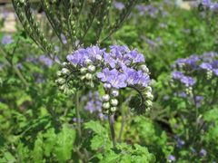 Phacelia congesta FIONA kopie