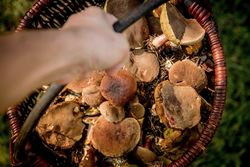 mushrooms 454174 1920 ed