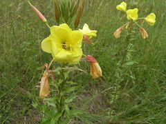 pupalka dvouleta Bienala