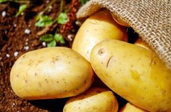 potatoes 1585060 1280