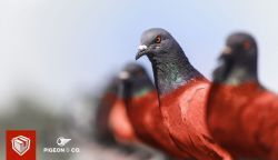 Zasilkovna-pigeon 