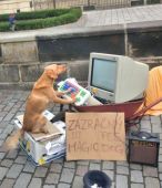 magic dog 2